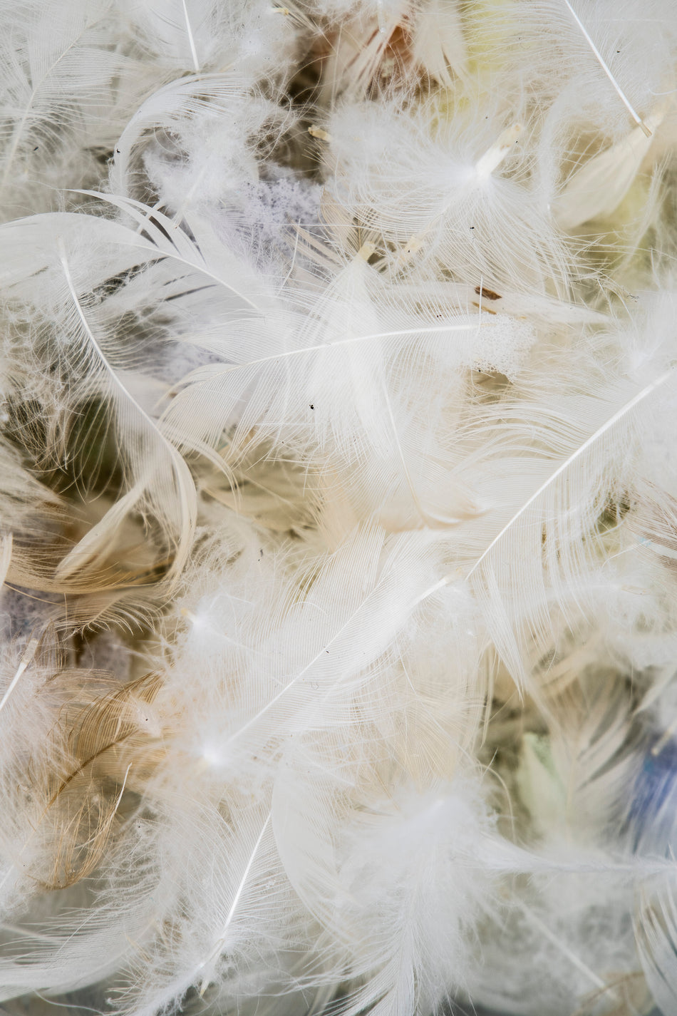 Mezcla de pluma y picado de espuma – Aireación natural y comodidad equilibrada